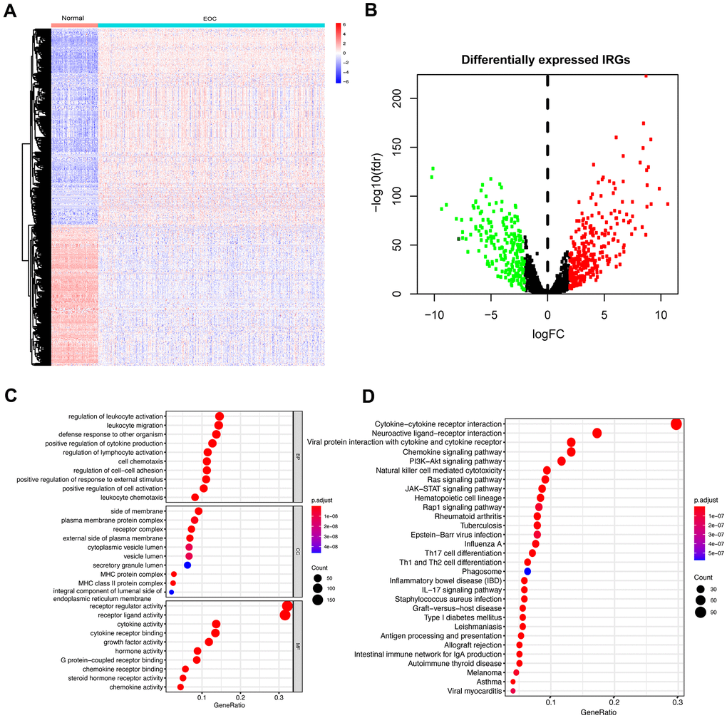 Differentially expressed IRGs in EOC and functional enrichment analysis of differentially expressed IRGs. (A) Heatmap of significantly differentially expressed IRGs in EOC. The color from blue to red represents the progression from low expression to high expression. (B) Volcano plot of differentially expressed IRGs. The red dots in the plot represent upregulated genes, and green dots represent downregulated genes. Black dots represent no differentially expressed genes. (C) GO analysis. From top to bottom, the figure represents BP, CC, and MF, respectively. (D) KEGG pathways analysis. The top 30 significant pathways are screened.