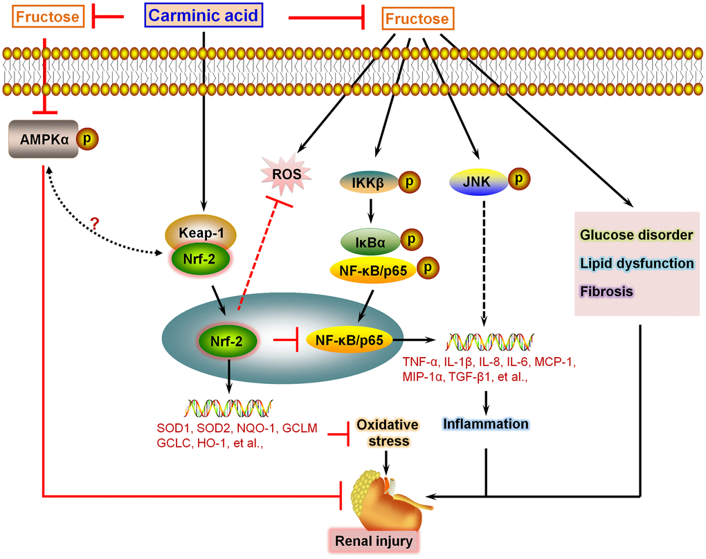 Schematic diagram of proposed mechanism by which Carminic acid alleviates fructose-induced kidney injury. On the basis of our findings in this study and our published data in the study of chronic kidney injury, we proposed that Fru could induce glucose disorder, dyslipidemia, AMPKα inactivation and fibrosis in renal tissues of mice. In addition, we showed that Fru treatment led to significant inflammatory response in cells and in kidney tissues of mice through promoting the activation of NF-κB and JNK signaling pathways. Moreover, oxidative stress was also induced by Fru both in vitro and in vivo. Notably, we found that CA treatment could reverse all these events caused by Fru, alleviating chronic kidney injury consequently. Importantly, we demonstrated that CA-alleviated inflammation and oxidative stress were mainly dependent on Nrf2 activation.