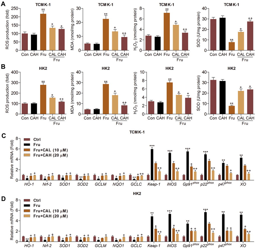 Carminic acid suppresses oxidative stress in Fru-cultured cells. TCMK-1 and HK2 cells were exposed to Fru (5 mM) for 24 h with or without CA (10 and 20 μM). Then, all cells were collected for the subsequent studies. Intracellular ROS production, MDA levels, H2O2 levels and SOD activity were measured in (A) TCMK-1 and (B) HK2 cells. (C, D) RT-qPCR analysis was used to measure oxidative stress-associated factors in the cells. The results are expressed as the means ± SEM. n = 4 in each group. **P+P++P