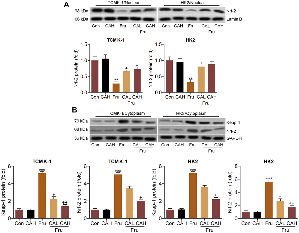 Carminic acid improves Nrf-2 activation in Fru-stimulated cells in vitro. Western blot analysis was used to determine (A) nuclear Nrf-2 and (B) cytoplastic Nrf-2 and Keap-1 expression levels in the Fru (5 mM)-incubated TCMK-1 and HK2 cells with or without CA (10 and 20 μM) for 24 h. The results are expressed as the means ± SEM. n = 4 in each group. **P***P+P++P