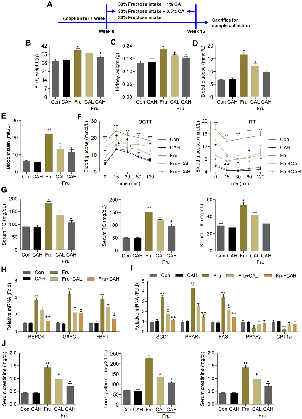 Carminic acid ameliorates renal dysfunction in Fru-fed mice. (A) Animal experimental procedure was shown. (B) Body weight of mice. (C) Kidney weight of mice was measured. n = 8 in each group. (D) Blood glucose levels were assessed. (E) Serum insulin levels were measured. (F) OGTT and ITT analysis were performed. n = 8 in each group. (G) Serum TG, TC and LDL contents were determined. n = 8 in each group. (H) RT-qPCR analysis for gene expression of PEPCK, G6PC and FPB1 in kidney samples of mice. n = 4 in each group. (I) RT-qPCR results for genes regulating fatty acid synthesis (SCD1, PPARγ and FAS) and β-oxidation (PPARα and CPT1α) in renal tissues. n = 4 in each group. (J) Serum creatinine contents, urinary albumin and BUN levels were determined. n = 8 in each group. The results are expressed as the means ± SEM. *P**P+P
