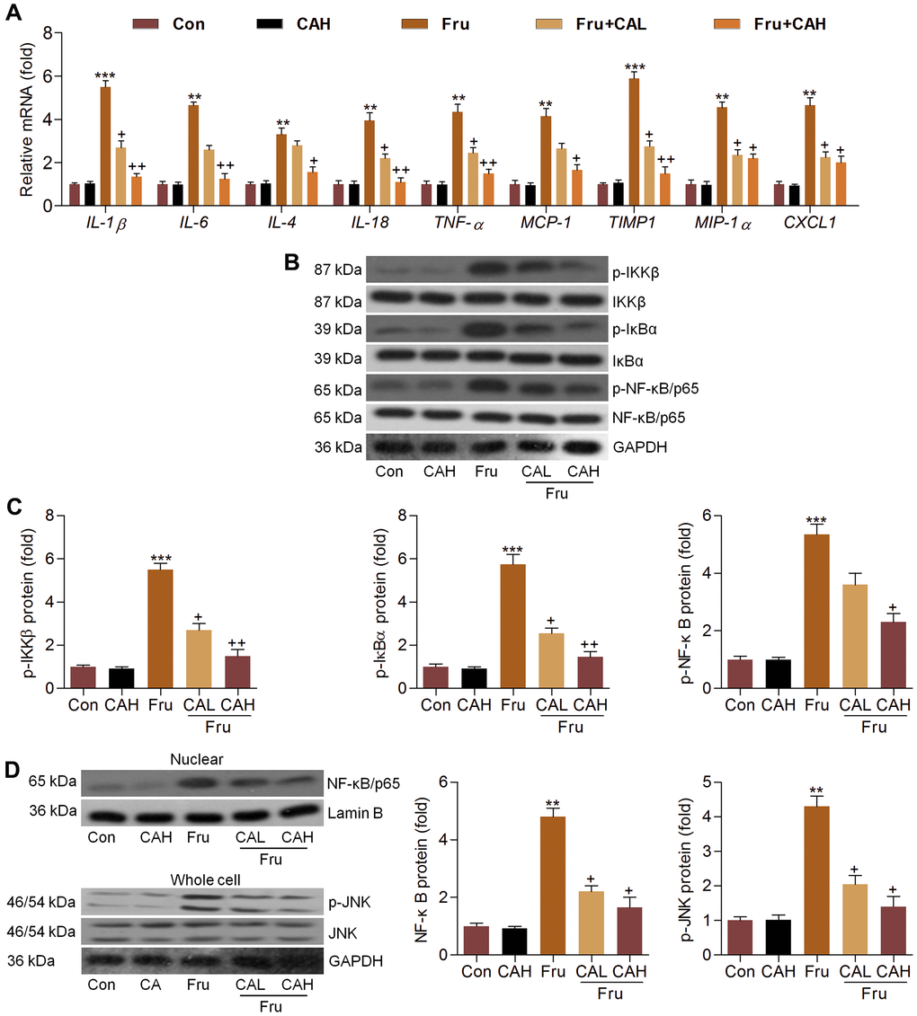 Carminic acid inhibits Fru-induced inflammation in kidney of Fru-challenged mice. (A) The mRNA expression levels of inflammatory factors in kidney tissues were measured by RT-qPCR analysis. (B, C) Western blot analysis was used to determine p-IKKβ, p-IκBα and p-NF-κB protein expression levels in kidney. (D) Nuclear NF-κB and whole cell p-JNK protein expression levels were assessed by western blot analysis. The results are expressed as the means ± SEM. n = 4 in each group. **P***P+P++P