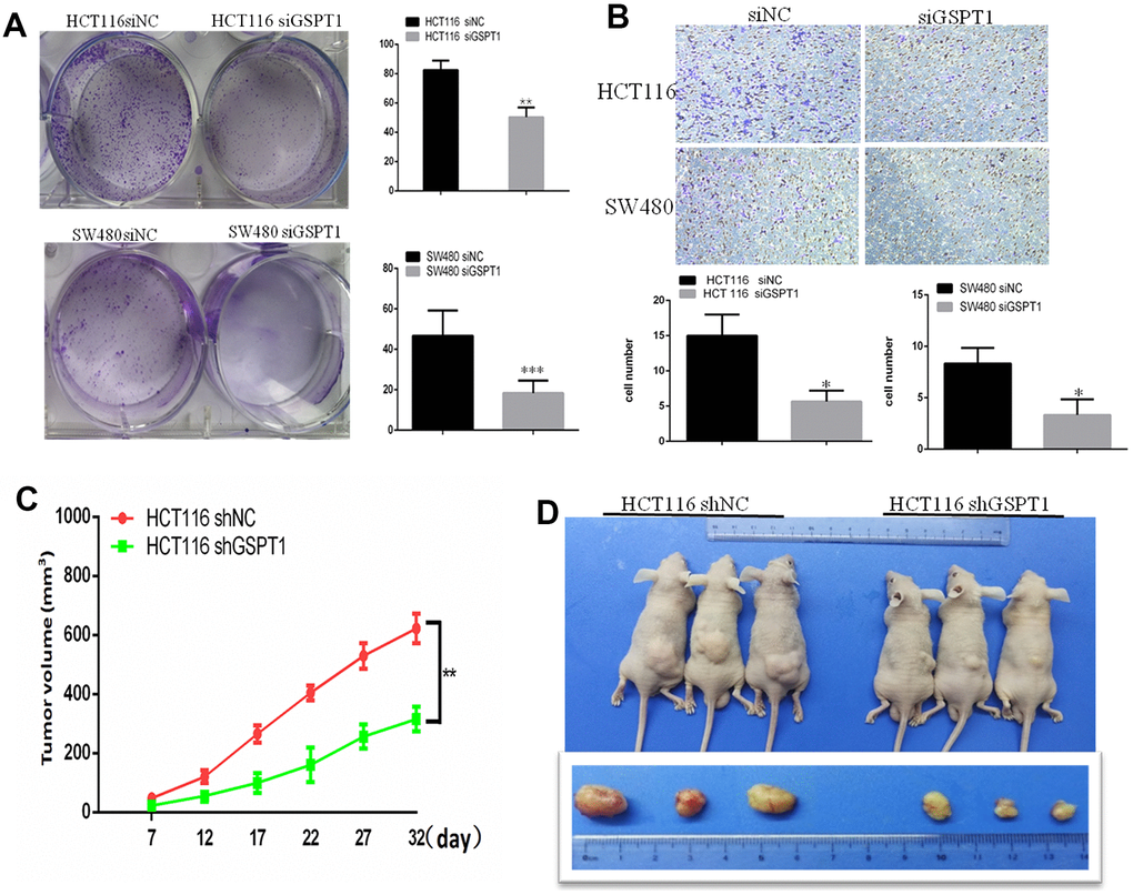 GSPT1 knockdown inhibits colon cancer growth in vitro and vivo. (A) Colony formation assay showed colonies numbers in the GSPT1 knockdown group were lower than those in NC group. (B) The cell invasion ability was detected by transwell assay. (C) Tumor volume of GSPT1 knockdown group was lower than NC group. (D) Tumor weight of the GSPT1 silence group was lower than NC group.