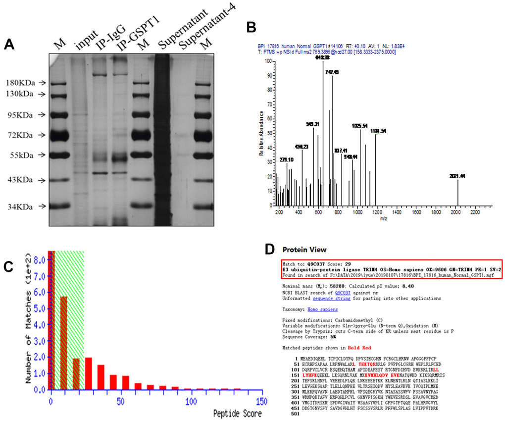 IP-MS reveal TRIM4 as potential downstream effectors of GSPT1. (A) The specific bands of IP-GSPT1 group and IP normal IgG group were detected by silver staining. (B) The peptide segments of specific bands were detected by mass spectrometry. (C) The fraction of peptide in the mass spectrometry results. (D) Analysis of the interaction between GSPT1 and TRIM4 in colon cancer.