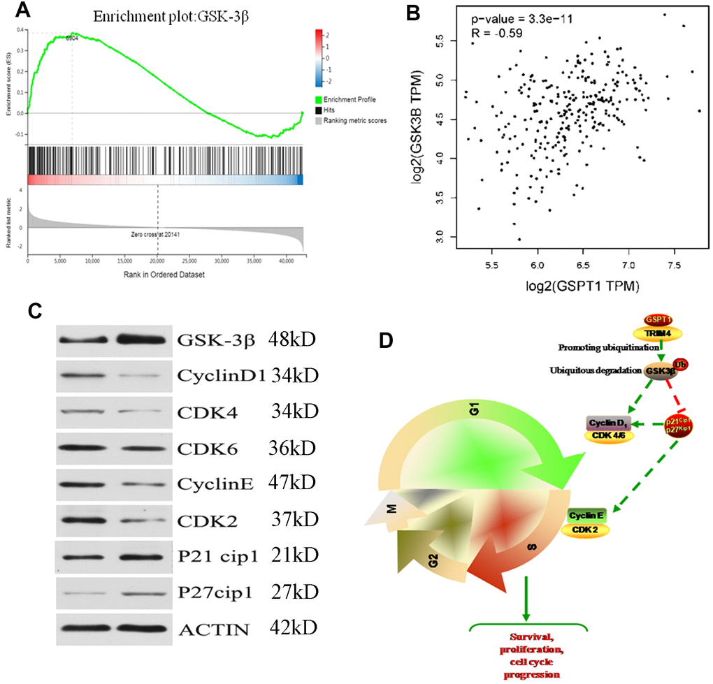 GSPT1 drives the tumorigenicity of colon cells through the GSK3β axis. (A) The gene set enrichment analysis of GSPT1. (B) Correlation analysis of GSPT1 and GSK in TCGA database. (C) GSPT1 negatively regulates GSK-3β signaling pathway. (D) The mechanism of GSPT1 in promoting the occurrence and development of colon cancer.