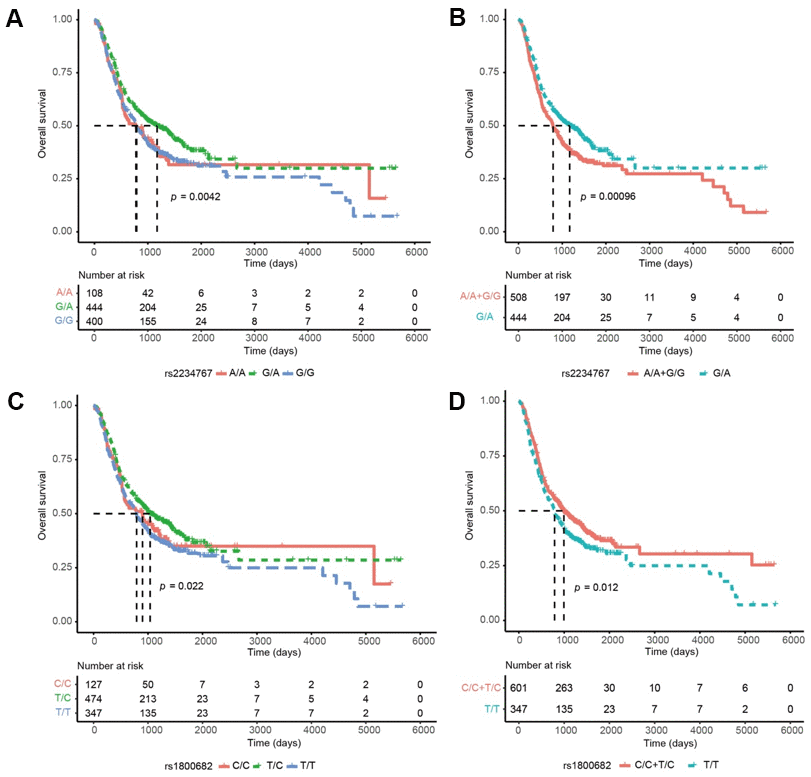 Kaplan-Meier curves of disease-free survival (DFS) in esophageal squamous cell carcinoma (ESCC) based on genotypes, prognostic significance was found for the FAS/ACTA2 rs2234767 G/A genotypes in ESCC: (A), under a reference model; (B), under a dominant model; and for the FAS/ACTA2 rs1800682 T/C genotypes: (C), under a reference model; (D), under a dominant model. P values in the univariate Cox hazard models.