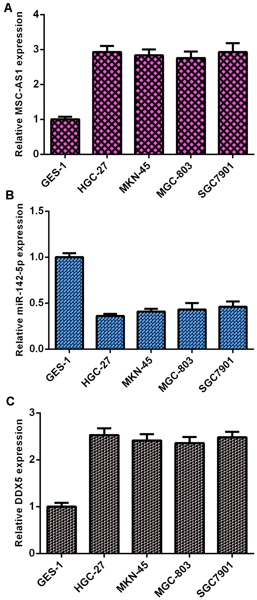 MSC-AS1 and DDX5 were overexpressed and miR-142-5p was downregulated in GC cells. (A) The expression of MSC-AS1 was detected by qRT-PCR analysis. GAPDH was used as the internal control. (B) The expression of miR-142-5p was detected by qRT-PCR analysis. U6 was used as the internal control. (C) DDX5 was upregulated in GC cells (HGC-27, MKN-45, SGC-7901 and MGC-803 cells) compared to GES cells. GAPDH was used as the internal control.