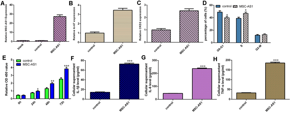 MSC-AS1 increased cell growth, cell cycle progression and inflammatory mediator secretion. (A) The expression of MSC-AS1 was detected by qRT-PCR analysis. (B) The expression of Ki-67 was measured using qRT-PCR analysis. (C) The level of CKD2 was detected by qRT-PCR analysis. (D) MSC-AS1 overexpression induced cell cycle progression in HGC-27 cells. (E) MSC-AS1 overexpression increased HGC-27 cell growth, based on CCK-8 analysis. (F) MSC-AS1 overexpression enhanced IL-1β secretion. (G) MSC-AS1 overexpression promoted IL-6 secretion. (H) Elevated expression of MSC-AS1 increased the secretion of TNF-α. GAPDH was used as the internal control. *p