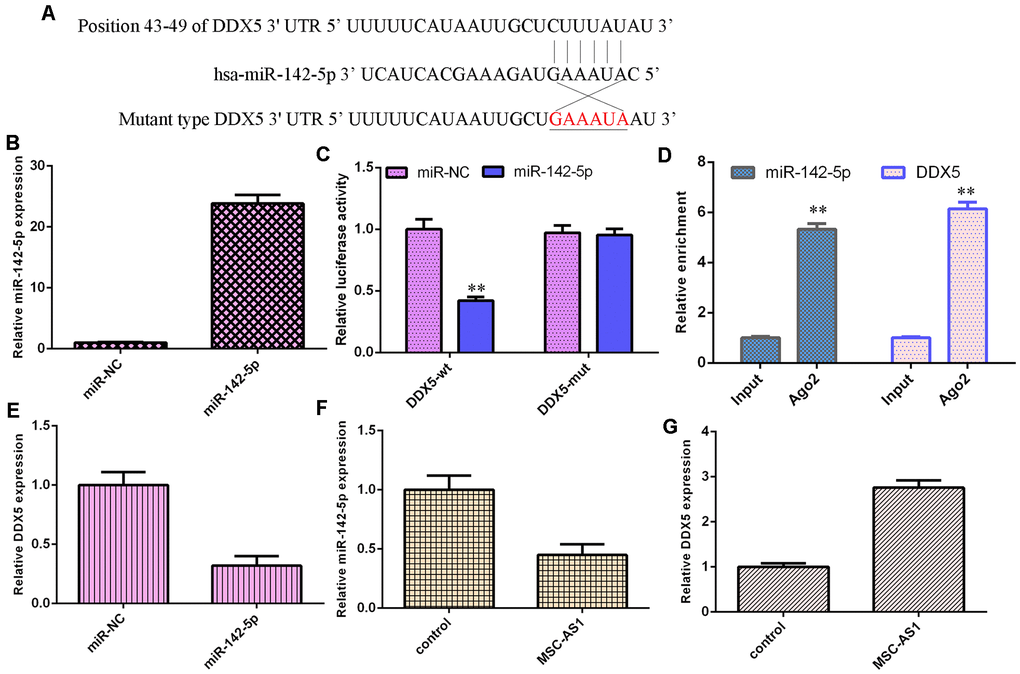 MSC-AS1 modulated miR-142-5p/DDX5 expression. (A) By utilizing an online tool, TargetScan, DDX5 was predicted to be a potential target gene of miR-142-5p. (B) The expression of DDX5 was measured by using qRT-PCR analysis. (C) Overexpression of miR-142-5p suppressed the luciferase activity of wild-type DDX5, but the luciferase activity of mutant DDX5 was not changed. (D) DDX5 and miR-142-5p were enriched in the Ago2-containing beads compared with the input, according to the RIP method. (E) miR-142-5p overexpression decreased DDX5 expression. (F) MSC-AS1 overexpression inhibited miR-142-5p expression. (G) The expression of DDX5 was measured by qRT-PCR assay. **p