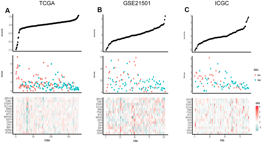 Risk score distribution, survival overview and heatmap of key genes in the TCGA (A), GSE21501 (B), and ICGC (C). The heatmaps were applied to visualize the expression levels of key genes in every sample.