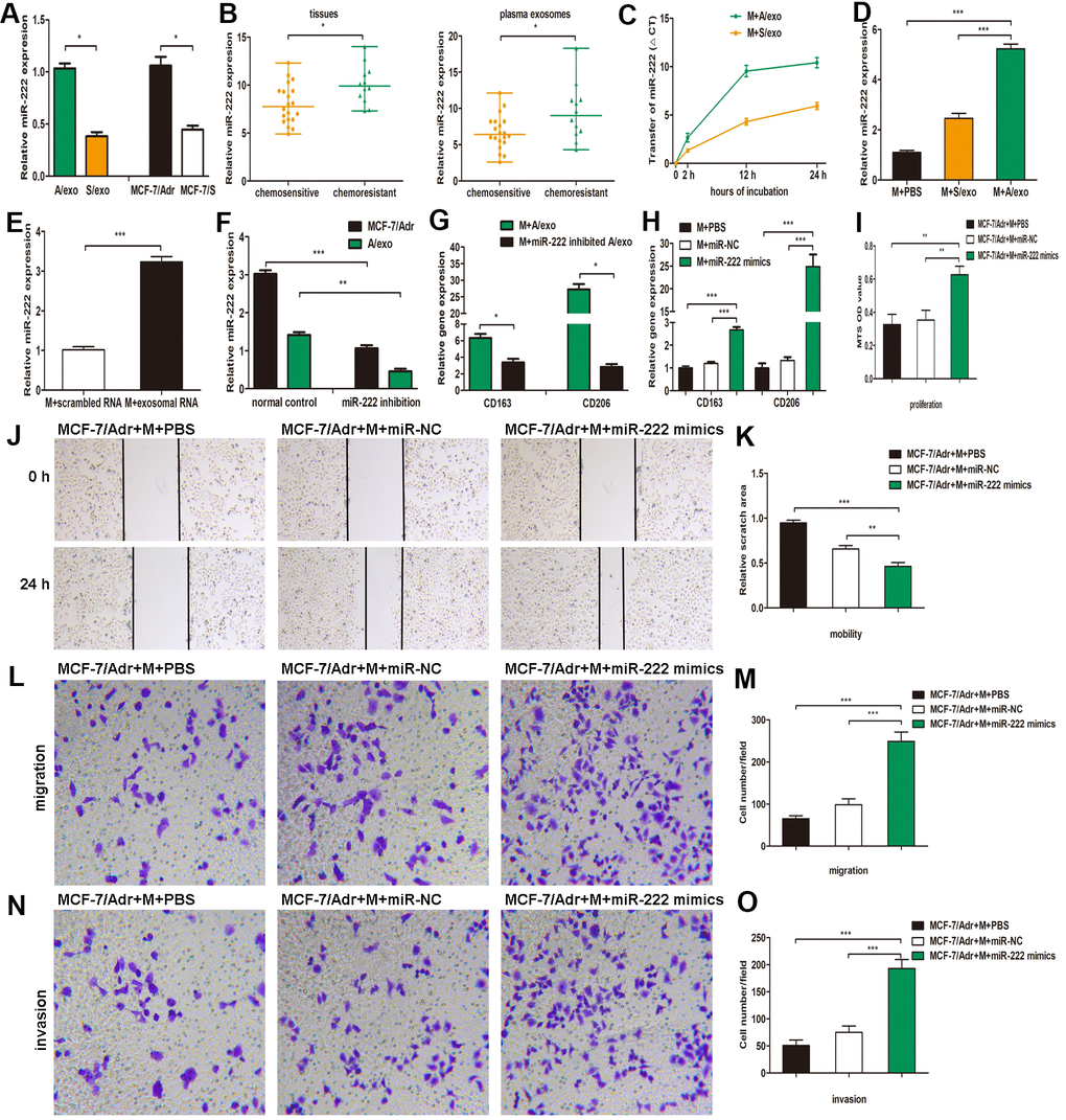 A/exo deliver exosomal miR-222 to macrophages and promote BCa progression via macrophages M2 polarization. (A) Relative miR-222 expression in A/exo and S/exo was analyzed by PCR. (B) Relative miR-222 expression in tissues and plasma-derived exosomes from 20 chemosensitive patients and 12 chemoresistant patients was analyzed by PCR. Data are shown as median ± range. (C) Macrophages (M) were incubated with A/exo or S/exo for 0, 2h, 12h, and 24 h and transfer of miR-222 was determined by PCR. Time point 0 stands for macrophages without exosomes. Positive values indicate transfer of miRNA. (D) Relative miR-222 expression in macrophages treated with PBS, and S/exo or A/exo for 48 h was analyzed by PCR. (E) Relative miR-222 expression in macrophages transfected with total scrambled RNA or total RNA extracted from A/exo for 48 h was evaluated by PCR. (F) Relative miR-222 expression in MCF-7/Adr and A/exo after miR-222 inhibition. (G) Relative expressions of CD163 and CD206 in macrophages incubated with A/exo, or A/exo from miR-222 inhibited MCF-7/Adr for 48 h were analyzed by PCR. (H) Macrophages were transfected with PBS, miR-negative control (miR-NC), or miR-222 mimics for 48 h. Relative expressions of CD163 and CD206 were analyzed by PCR. (I) Cell proliferation of MCF-7/Adr was assessed using the MTS viability assay, and quantitative evaluation of OD values were shown. (J) Cell mobility of MCF-7/Adr was observed using the wound-healing assay, and representative images of scratch area were shown. (K) Quantitative evaluation of scratch area. (L) Cell migration of MCF-7/Adr was evaluated using the transwell assay, and representative images of migrated cells were shown. (M) Quantitative evaluation of migrated cells. (N) Cell invasion of MCF-7/Adr was evaluated using the transwell assay, and representative images of invaded cells were shown. (O) Quantitative evaluation of migrated cells. Data are shown as mean ± SD, n = 3 independent experiments; * PPP