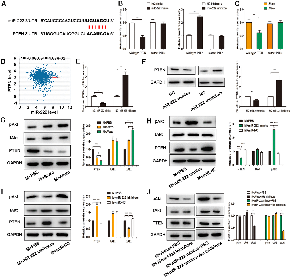 Exosomal miR-222 induce macrophages M2 polarization via targeting PTEN and activating Akt signaling pathway. (A) The predicted binding sites of miR-222 and PTEN on PicTar online database. (B) Luciferase reporter assay in cells transfected with wild-type or mutant PTEN 3’UTR as well as either miR-222 mimics or miR-222 inhibitors were performed. (C) Luciferase reporter assay in cells transfected with wild-type or mutant PTEN 3’UTR as well as either A/exo or S/exo were performed. (D) PTEN expression is negatively correlated with miR-222 level according to TCGA analysis. (E) Relative PTEN mRNA expressions in cells transfected with miR-222 mimics or miR-222 inhibitors were analyzed by PCR. (F) Relative PTEN protein expressions in cells transfected with miR-222 mimics or miR-222 inhibitors were analyzed by western blot. (G) Expressions of PTEN, tAkt, and pAkt in macrophages (M) treated with PBS, and S/exo or A/exo were analyzed by western blot. (H) Expressions of PTEN, tAkt, and pAkt in macrophages transfected with miR-222 mimics or miR-NC were analyzed by western blot. (I) Expressions of PTEN, tAkt, and pAkt in macrophages transfected with miR-222 inhibitors or miR-NC were analyzed by western blot. (J) Expressions of PTEN, tAkt, and pAkt in macrophages added with A/exo or transfected with miR-222 mimics were analyzed by western blot following Akt inhibitors treatment. Data are shown as mean ± SD, n = 3 independent experiments; * PPP