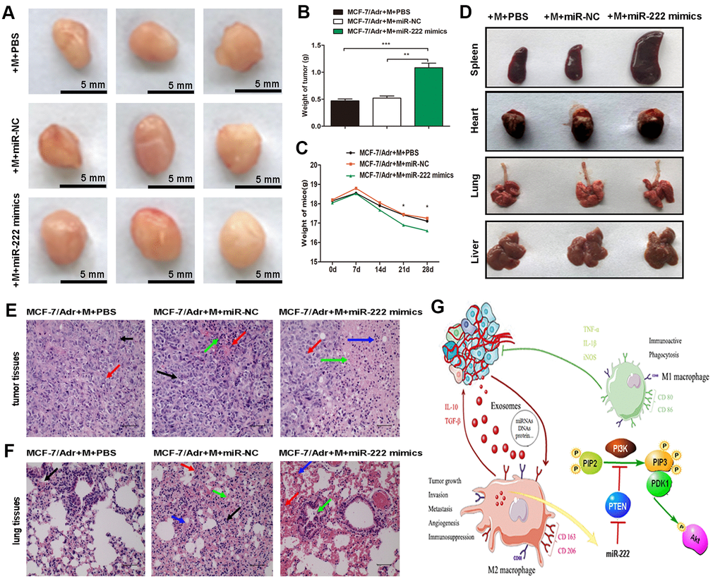 Exosomal miR-222 stimulate tumor growth via macrophages M2 polarization and pre-metastatic niche formation in vivo. (A) MCF-7/Adr mixed with macrophages transfected with miR-222 mimics or miR-NC were implanted subcutaneously into mice, and transplanted tumors and tissue samples were collected 4 weeks later. Representative images of subcutaneous tumors were shown (bar indicates 5 mm). (B) Weight of tumor was measured. (C) Weight of mice was monitored weekly. (D) Appearance of tissue samples including spleen, heart, lung, and liver were shown. (E) Representative HE staining images (magnification × 200) of tumor tissues showing the fibrous tissue separation (black arrow), malignant cell proliferation (red arrow), necrosis area (green arrow), and macrophages infiltration (blue arrow). (F) Representative HE staining images (magnification × 200) of lung tissues showing the macrophages infiltration (black arrow), defuse hemorrhage (red arrow), stromal cells necrosis (blue arrow), and bronchus exudation (green arrow). (G) Schematic model of exosomal miR-222 within A/exo promoting macrophages M2 polarization and breast cancer metastasis. Data are shown as mean ± SD, n = 3 independent experiments; * PPP