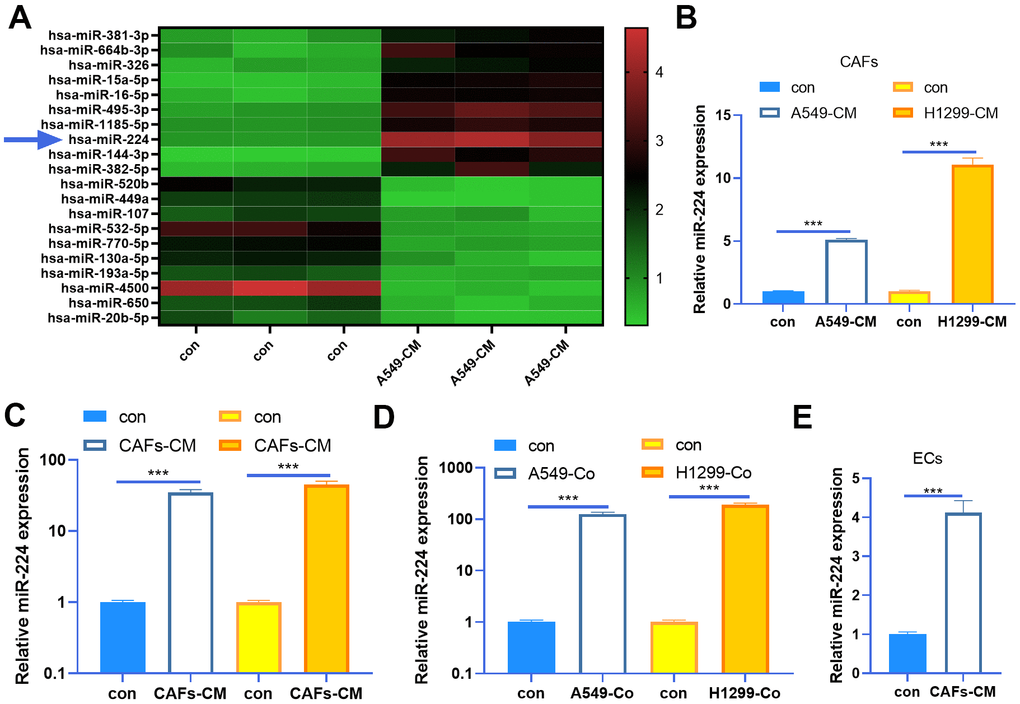 miR-224 was up-regulated in CAFs and NSCLC cells. (A) CAFs were co-cultured with NSCLC cell lines (A549) for 24 h using Transwell chambers, and a miRNA array was carried out to determine the expression of miRNAs in CAFs. Top ten miRNAs, which were significantly up-regulated or down-regulated, were shown. (B, C) CAFs were co-cultured with NSCLC cell lines (A549 and H1299) for 24 h. We determined miR-224 expression in both CAFs and NSCLC cells by RT-PCR. (D) The level of miR-224 in the co-culture medium of CAFs-NSCLCs was evaluated by RT-PCR. (E) miR-224 in HUVECs co-cultured with CAFs was detected by RT-PCR. *** represents P