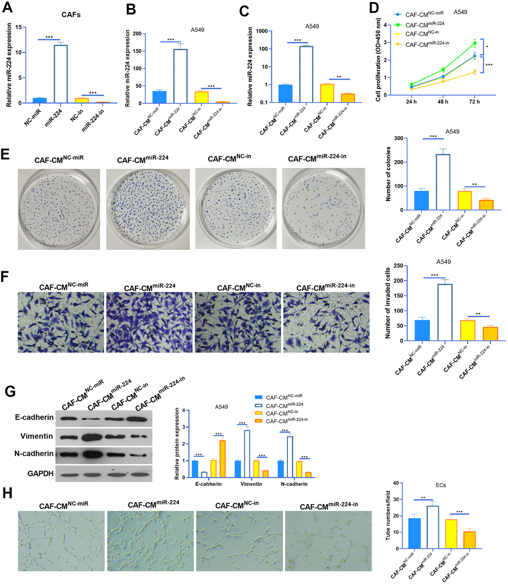 Effects of miR-224 in CAFs-induced promotive effect on NSCLC cells. (A, B) CAFs were transfected with miR-224 mimics or inhibitors for 24 hours, and the level of miR-224 in CAFs (A) and the co-culture medium of CAFs-NSCLCs (B) was detected by RT-PCR. (C) The level of miR-224 in NSCLC cells co-culture with CAFs for 24 hours were detected by RT-PCR. (D) The proliferation of NSCLC cells co-culture with CAFs for 24 hours was determined by the CCK8 assay. (E) Colony formation assay was used to evaluate the cell colony of NSCLC cells co-culture with CAFs for 24 hours. (F) Transwell assay was used to test the invasive ability of NSCLC cells co-culture with CAFs for 24 hours. (G) EMT markers including E-cadherin, Vimentin, and N-cadherin of NSCLC cells co-culture with CAFs for 24 hours were determined by western blot. (H) Tube formation assay was conducted to monitor the tube formation ability of HUVECs co-culture with CAFs for 24 hours. *, ** and *** represents P