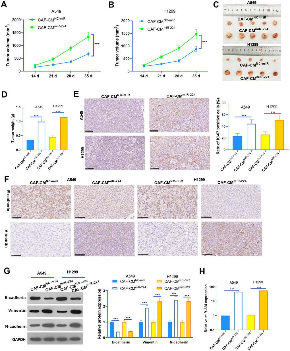 miR-224 promoted CAF-mediated oncogenic effects in vivo. A549 and H1299 treated with CAF-CMmiR-224 were used for the xenograft tumor experiment in nude mice. (A, B) Tumor volumes within five weeks of incubation. (C, D) Tumor images and weight at the fifth week. (E) IHC was performed to detect the proliferation (marked by Ki-67) of NSCLC cells, and the rate of Ki-67 positive cells was counted. (F) IHC was performed to detect E-cadherin and Vimentin in the tumor tissues. (G) The EMT markers of E-cadherin, Vimentin, and N-cadherin in the formed tumor tissues were detected by western blot. (H) RT-PCR was implemented to detect miR-224 expression in the tumors. *** represents P