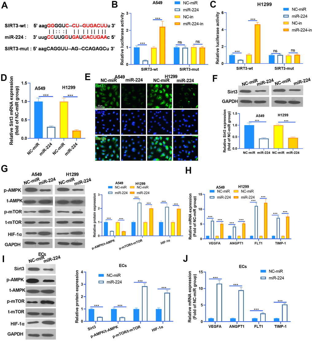 miR-224 modulated the SIRT3-AMPK-mTOR-HIF-1α axis by directly targeting SIRT3. (A) SIRT3 mRNA contained a binding site with miR-224 as predicted by Starbase (https://web.archive.org/web/20110222111721/http://starbase.sysu.edu.cn/). (B, C) Dual-luciferase reporter assay was carried out in the two NSCLC cells (A549 and H1299). (D) NSCLC cells (A549 and H1299) were transfected with miR-224 mimics and NC-miR, then the mRNA level of Sirt3 in the NSCLC cells was detected by RT-PCR. E-F. Cellular IF (E) and western blot (F) were conducted to detect Sirt3 expression in NSCLC cells. (G) The expression of AMPK/mTOR/HIF-1α in NSCLC cells was monitored by western blot. (H) The mRNA levels of VEGFA, ANGPT1, FLT1 and TIMP1 in NSCLC cells were compared by RT-PCR. (I) The expression of SIRT3/AMPK/mTOR/HIF-1α in HUVECs was detected by western blot. (J) The mRNA levels of VEGFA, ANGPT1, FLT1 and TIMP1 in HUVECs were determined by RT-PCR. NS represents P>0.05, *** represents P