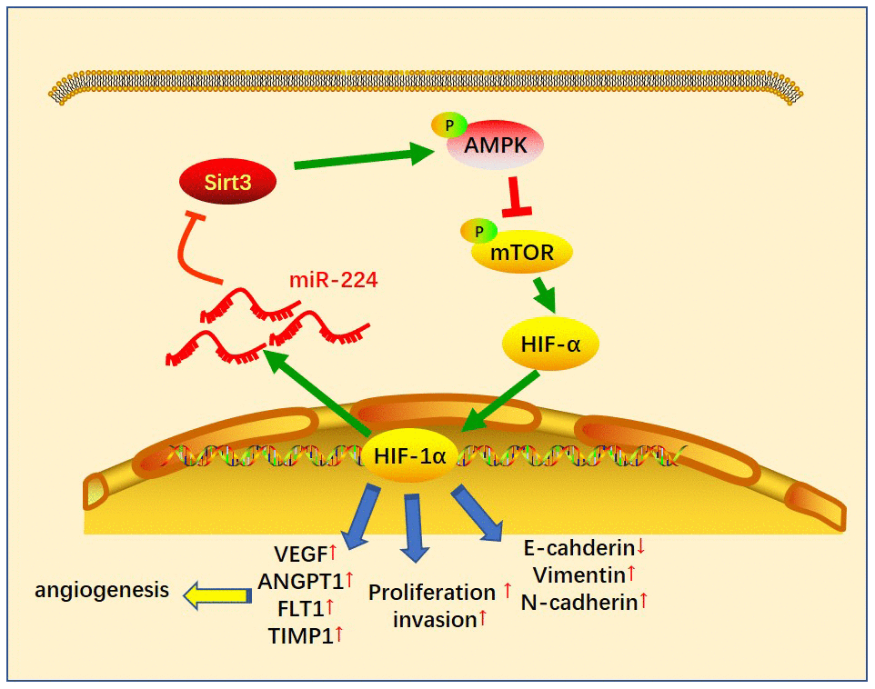 The sketch map of the regulatory loop of the miR-224-SIRT3-AMPK-mTOR-HIF-1α axis. miR-224 targeted SIRT3 and inhibited AMPK, followed by up-regulation of mTOR-HIF-1α. A higher level of HIF-1α then enhanced the transcription of miR-224 as well as the other genes in promoting cell growth, angiogenesis and metastasis of NSCLC cells.