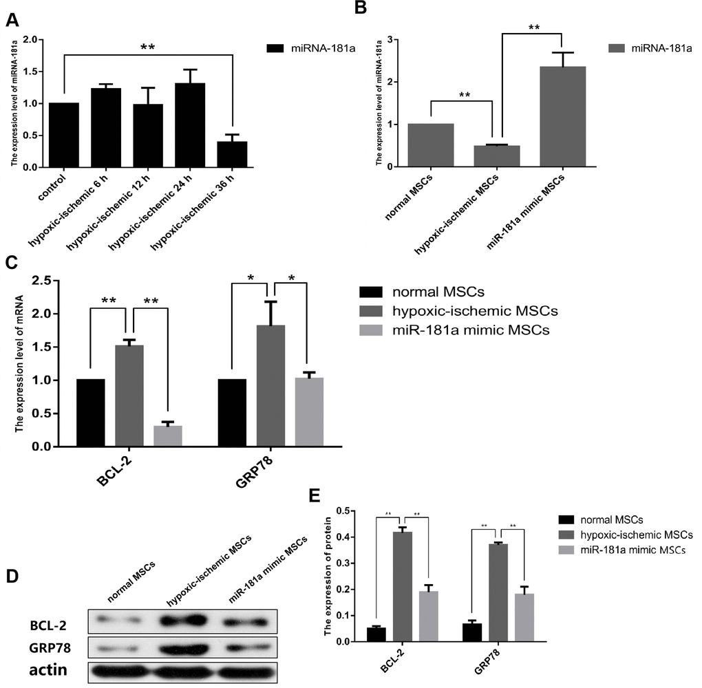 Determination of optimal cultivation scheme of IhOM-MSCs. (A) We were pretreated OM-MSCs with ischemia/hypoxia at different time gradients, and the RT-qPCR result showed that miR-181a was significantly down-regulated after 36h. (B) Successful mimic of miR-181a in IhOM-MSCs was verified by qPCR. (C–E) Protein and mRNA expression of GRP78 and Bcl-2 in OM-MSCs as determined by western blot and qPCR, respectively. (OM-MSCs were replaced by MSCs in the figure. All data are presented as the mean value ± SD. *p