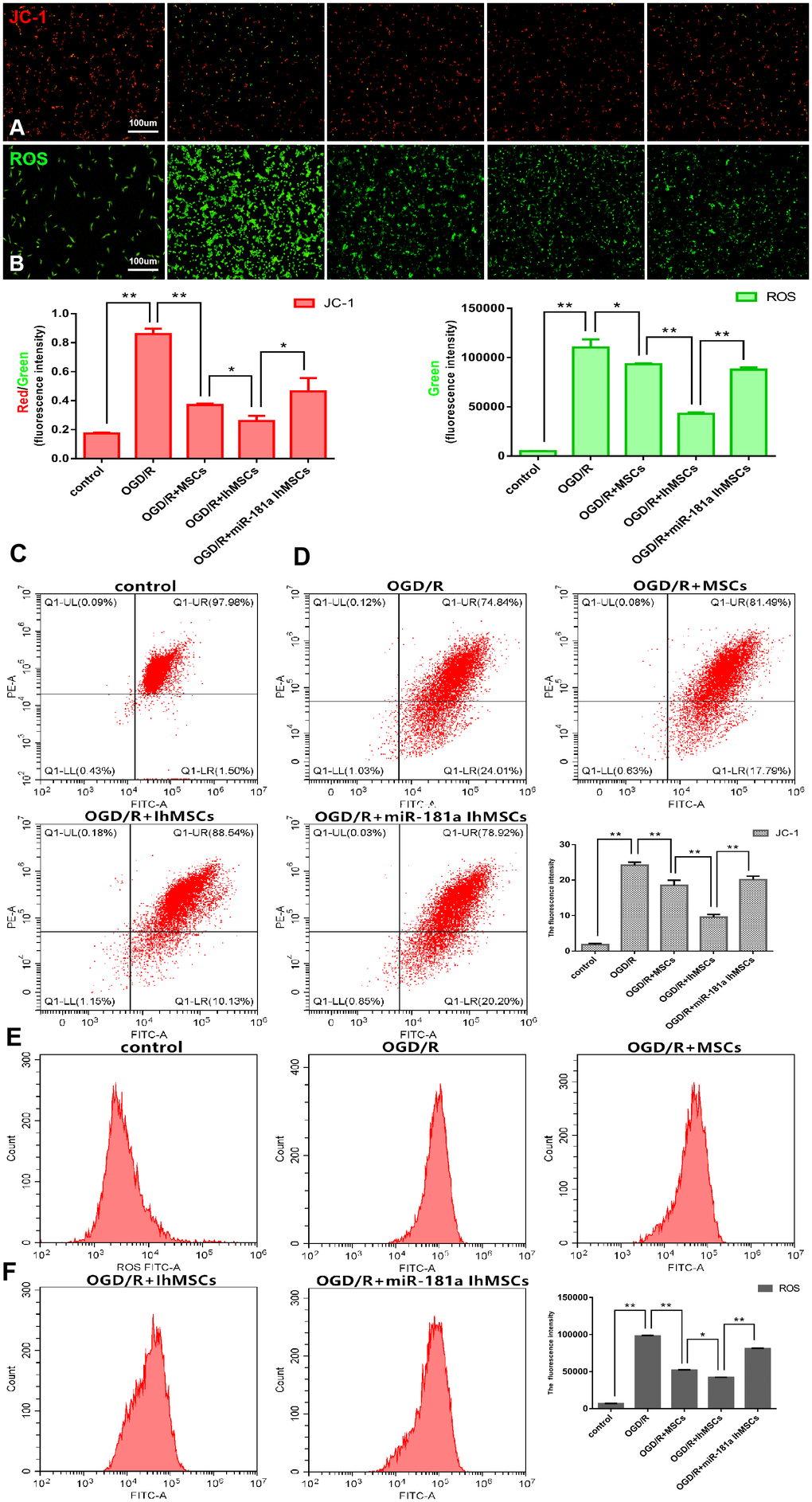 Co-culture of IhOM-MSCs with SH-SY5Y neurons enhances the mitochondrial function recovery under OGD/R insult. (A, B) Mitochondrial membrane potential (JC-1-labeled) and ROS were evaluated by immunofluorescence. (C, D) The histogram of JC-1 and ROS immunofluorescence. (E) Mitochondrial membrane potential was measured for using the JC-1-labeled by flow cytometry. (F) Levels of ROS were evaluated by flow cytometry. (OM-MSCs were replaced by MSCs in the figure. All data are presented as the mean value ± SD. *p