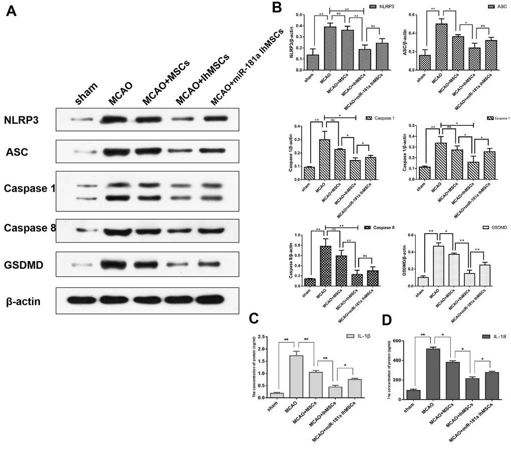 IhOM-MSCs transplantation attenuates pyroptotic cell death after ischemic stroke. (A) Expression of NLRP3, ASC, caspase1, caspase8 and GSDMD in nerve cells as measured by western blot analysis. (B) The histogram of western blot analysis including NLRP3, ASC, caspase1, caspase8 and GSDMD. (C, D) The content of IL-1β and IL-18 proteins were detected by ELISA assays. (OM-MSCs were replaced by MSCs in the figure. All data are presented as the mean value ± SD. *p