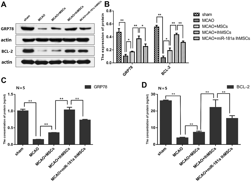 IhOM-MSCs transplantation increased the expression levels of GRP78 and Bcl-2 proteins in infarcted cortical lesions. (A, B) Expression of GRP78 and Bcl-2 proteins were evaluated by western blot analysis. (C, D) The content of GRP78 and Bcl-2 proteins were detected by ELISA assays. (OM-MSCs were replaced by MSCs in the figure. All data are presented as the mean value ± SD. *p