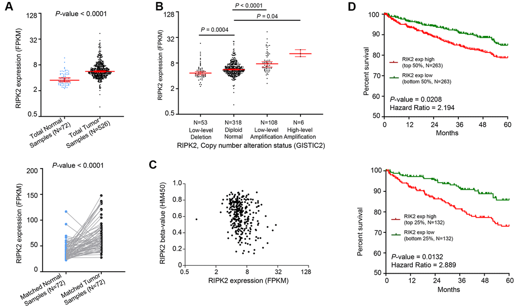 Oncogenic role of RIPK2 in human kidney cancer. (A) Change of RIPK2 mRNA expression between tumor samples and normal samples from TCGA KIRC studies. (B) Dot plot showing the positive correlation between RIPK2 copy number values defined by GISTIC2 approach and mRNA expression values quantified by FPKM. (C) Dot plot showing the correlation between RIPK2 methylation values defined by HM450 approach and mRNA expression values quantified by FPKM. (D) Kaplan–Meier survival curve comparing the high and low expression value of RIPK2 (determined by the mean or quantile value) for the TCGA KIRC patient cohort. Statistical significance was determined by one-way ANOVA and the log-rank test.