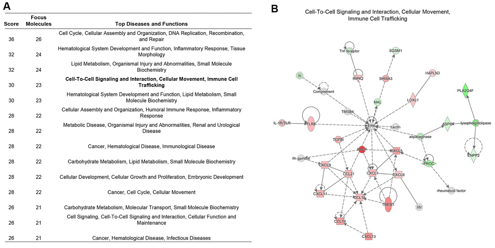 Immune signaling interactions and network analysis. (A) The table showed the significant signaling networks actively compared between the RIPK2 high-, and low-expression samples by using Ingenuity Pathway Analysis (IPA) database. (B) The highest-ranked immunological signal pathway network revealed by IPA. Proteins indicated in red were up-regulated in RIPK2-high KIRC samples and the intensity of red means the foldchange. The shapes are indicative of the molecular class (i.e. protein family). Lines connecting the molecules indicate molecular relationships. In detail, dashed lines indicate indirect interactions, and solid lines indicate direct interactions. The style of the arrows indicates specific molecular relationships and the directionality of the interaction (A acts on B).