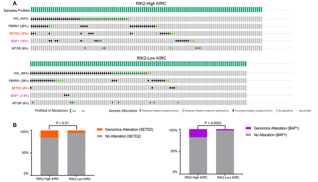 SETD2 and BAP1 genomic alterations are selectively enriched in RIPK2-high expression samples. (A) cBioPortal OncoPrint plot showing the distribution of VHL, PBRM1, CDKN2A, SETD2, BAP1, and MTOR genomic alterations rate in the TCGA KIRC dataset. (B) Bar graphs showing the percentage of TCGA KIRC samples with genomic alterations in SETD2 and BAP1 by different RIPK2 expression groups.