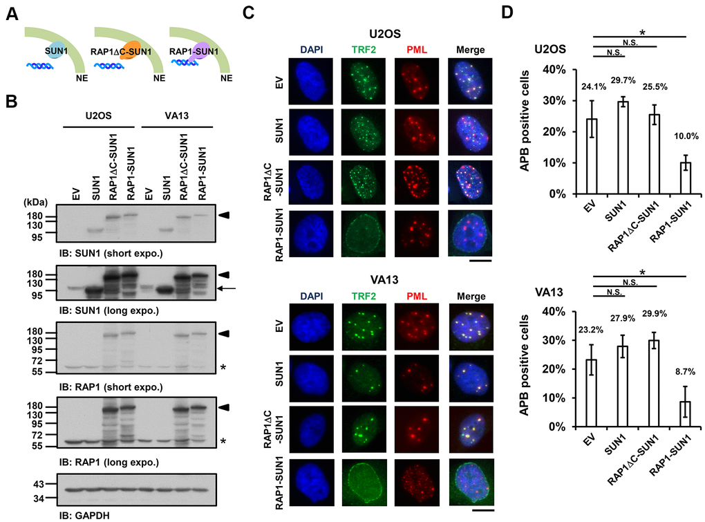 The enhancement of nuclear envelope anchorage inhibits APB formation. (A) Schematic diagrams of cells overexpressing SUN1, RAP1-RCT-domain-deleted-SUN1 (RAP1ΔC-SUN1), or RAP1-SUN1 fusion chimera protein are shown. NE, the nuclear envelope. (B) U2OS and VA13 cells were infected with lentivirus expressing the empty vector control (EV), SUN1, RAP1ΔC-SUN1, or RAP1-SUN1 fusion and then selected in medium containing G418 for 5 days. Cell lysates were analyzed by immunoblotting with anti-RAP1, anti-SUN1, and anti-GAPDH antibodies. The arrowhead indicates the RAP1-SUN1 fusion protein. The arrow indicates endogenous SUN1. The asterisk indicates endogenous RAP1. The ladders under the major protein band show possible products of protein degradation. GAPDH was used as the loading control. (C) Representative images show the colocalization of TRF2 and PML in U2OS cells (upper panel) and VA13 cells (bottom panel), as shown in Figure 1. Scale bar, 20 μm. (D) Quantification of APBs (%) in the U2OS and VA13 cells shown in (C). Approximately 200-300 cells were analyzed for each independent experiment. Error bars denote SD; n=3 (independent experiments); *P