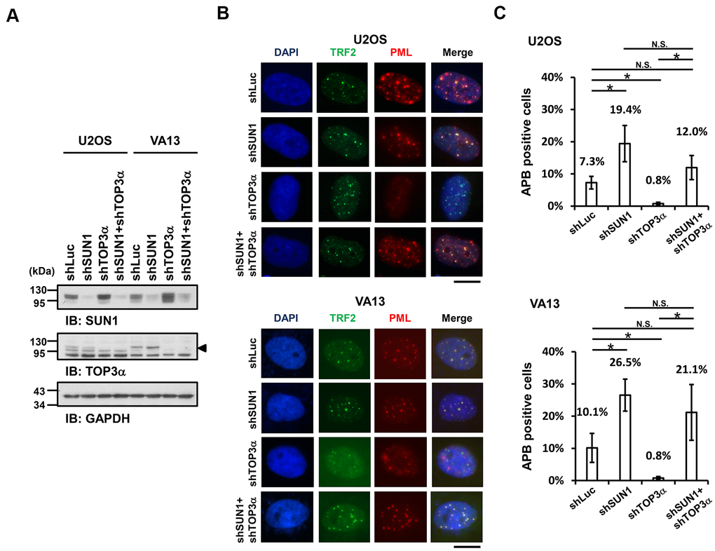 SUN1 depletion increases APB formation in TOP3α-knockdown cells. (A) U2OS and VA13 cells were infected with control (shLuc), shSUN1, shTOP3α, or shSUN1 combined with shTOP3α lentiviruses and selected for 3 days. Cell lysates were analyzed by immunoblotting with anti-SUN1, anti-TOP3α, and anti-GAPDH antibodies. The arrowhead indicates the location of the TOP3α protein. GAPDH was used as the loading control. (B) Representative images show the colocalization of TRF2 and PML in U2OS cells (upper panel) and VA13 cells (bottom panel), as shown in Figure 1. Scale bar, 20 μm. (C) Quantification of APBs (%) in the U2OS and VA13 cells shown in (B). Approximately 200-300 cells were analyzed for each independent experiment. Error bars denote SD; n=3 (independent experiments); *P