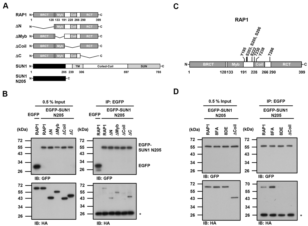 The coil region of RAP1 and the potential phosphorylation of residues in that domain are likely critical for the SUN1 interaction. (A) Schematic representations of the N-terminal HA-tagged RAP1 constructs and the N-terminal EGFP-tagged SUN1 constructs. TM, transmembrane. (B) U2OS cells were transfected with HA-tagged RAP1 together with either EGFP or EGFP-tagged SUN1 N205. Forty-eight hours posttransfection, the cells were harvested for use in immunoprecipitation assays. EGFP-SUN1 N205 was immunoprecipitated with anti-GFP beads. Input and immunoprecipitated proteins (IPs) were analyzed by immunoblotting with anti-GFP and anti-HA antibodies. Asterisk (*), nonspecific band. (C) A schematic representation of the eight potential phosphorylation sites in the coil domain of RAP1. (D) U2OS cells were transfected with HA-tagged RAP1 WT, nonphosphorylatable (8FA), or phospho-mimetic (8DE) mutant together with EGFP-tagged SUN1 N205. Forty-eight hours posttransfection, the cells were harvested for use in immunoprecipitation assays. Input and immunoprecipitated proteins (IPs) were analyzed by immunoblotting with anti-GFP and anti-HA antibodies. Asterisk (*), nonspecific band.