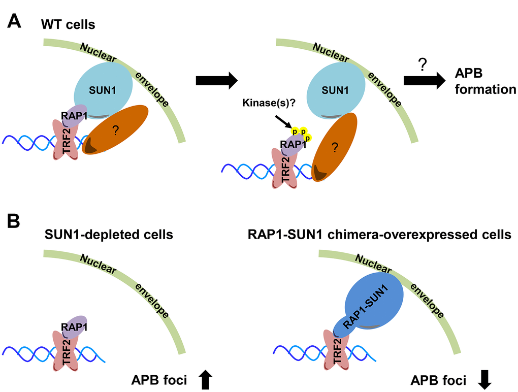 Model depicting the role of RAP1-SUN1-mediated telomere-nuclear envelope attachment during telomere-telomere recombination in ALT cells. (A) The interaction between RAP1 and SUN1 contributes to telomere anchorage to the nuclear envelope. Unknown kinases might phosphorylate the coil domain of RAP1, inducing RAP1 release from SUN1. Additionally, SUN1 might connect with an unknown telomere-binding protein, and this interaction may provide another telomere-nuclear envelope tethering mechanism to constrain the telomere from freely roaming. The molecular mechanism of how the telomeres depart from the nuclear envelope to the APB remains a mystery. (B) The depletion of SUN1 leads to the release telomeres from the nuclear envelope anchorage and increases the APB formation. However, the RAP1-SUN1 chimera enforces anchorage and decreases the APB formation in ALT cells.