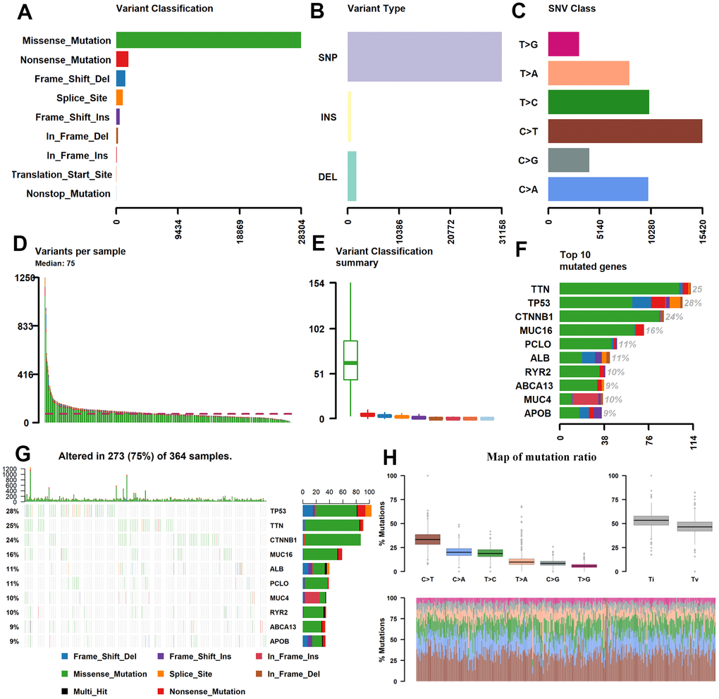 Statistics of mutation information in the HCC samples. (A–C, H) Statistical results of the different mutations, in which missense mutation occupied the most mutation classifications, SNP accounted for the main mutation type, and C>T was the main SNV Class. (D, E) Statistics of tumor mutations in each sample and different colors represent the different mutation types as shown in Figure 1A. (F) Statistics of different mutations in the top 10 hyper abrupt genes and different colors represent different mutation types. (G) The mutation status of the top 10 hyper abrupt genes: the X-axis is the sample, the Y-axis is the hyper abrupt gene, and different colors represent different mutation types. HCC, hepatocellular carcinoma; SNP, single nucleotide polymorphism; SNV, single nucleotide variants.