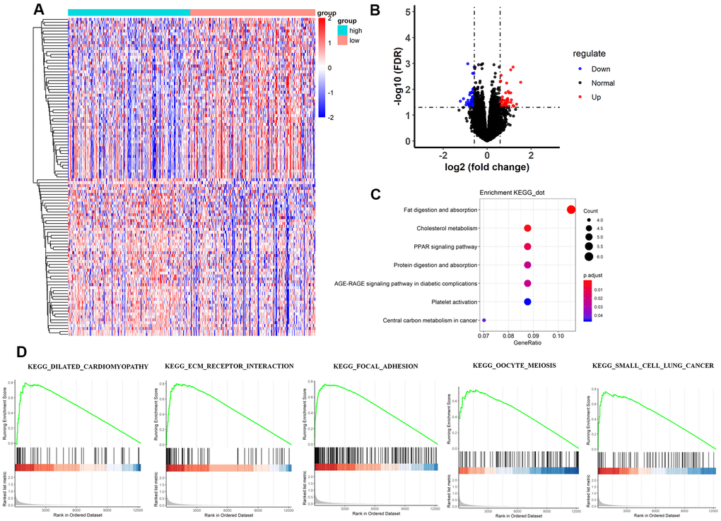 Comparisons of gene expression profiles in low-TMB and high-TMB groups and enrichment pathway analysis. (A) Top 109 DEGs are shown in the heatmap plot. Vertical and horizontal axes represent genes and HCC samples respectively, as ranked by TMB value. Genes with higher and lower levels are shown in red and blue, respectively. Color bars at the top of the heat map represent sample types, with pink and blue indicating low- and high-TMB samples, respectively. (B) Volcano plot of all DEGs were drawn with |log(FC) > 1| and FDR C) KEGG pathway analysis revealed that these genes were involved in immune-related pathways, such as cholesterol metabolism; (D) Moreover, GSEA analysis shown that the top TMB-related crosstalk, including dilated cardiomyopathy, ECM-receptor interaction, focal adhesion, oocyte meiosis, and small cell lung cancer with FDR 