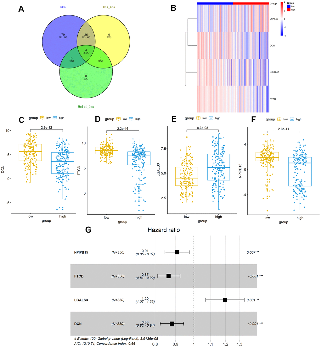 TMB-related hub-genes analysis. (A) Four TMB-related hub-genes were obtained with stepwise regression screening. (B) The four TMB-related hub-genes were shown in the heatmap plot. Vertical and horizontal axes represent TMB-related hub-genes and HCC samples respectively, as ranked by TMB value. Genes with higher and lower levels are shown in red and blue, respectively. Color bars at the top of the heat map represent sample types, with red and blue indicating high- and low-TMB samples, respectively. (C–F) LGALS3 (E) had higher expression in high-TMB group (P C), FTCD (D), and NPIPB15 (F) were negatively correlated with high-TMB (P G) Calculated by Cox multivariate model, hazard ratio with 95% confidence interval (95% CI) for each independent TMB-related signature are shown in forest plot. TMB, tumor mutation burden; HCC, hepatocellular carcinoma.