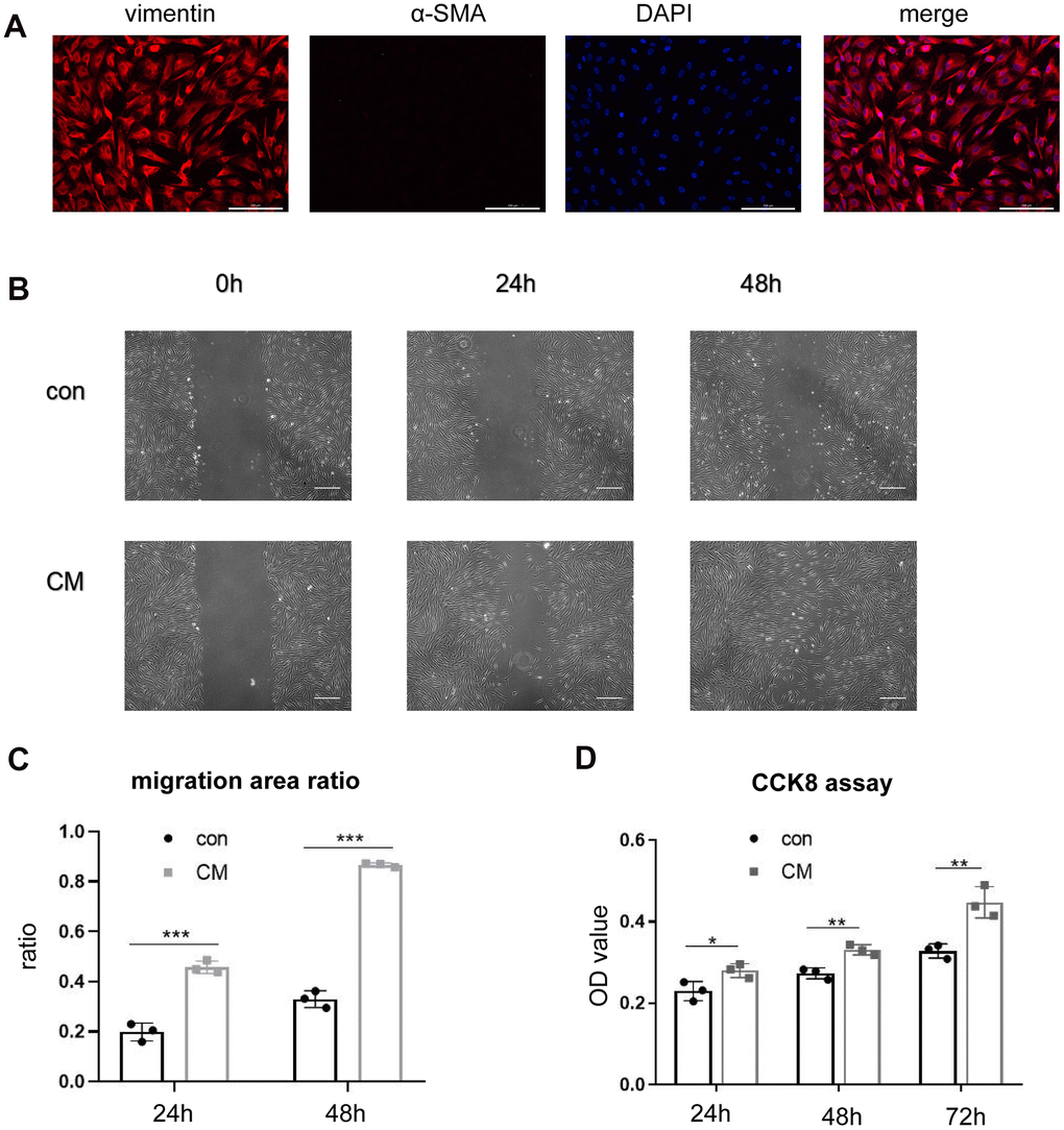 BMSC-CM enhanced the proliferation and migration ability of fibroblasts in vitro. (A) Positive staining of vimentin and negative staining of α-SMA in cultured fibroblasts by immunofluorescence (magnification, ×200). Scale bar = 200 μm. (B) Wound–scratch assay in fibroblasts treated with different media at 0 h, 24 h, 48 h (magnification, ×40). Scale bar = 400μm. (C) The percentage of migration area in different groups. (D) Cell number displayed as OD value of fibroblasts treated with different media in the CCK-8 assay. Data are shown as means ± standard deviation (SD). *P **P ***P 