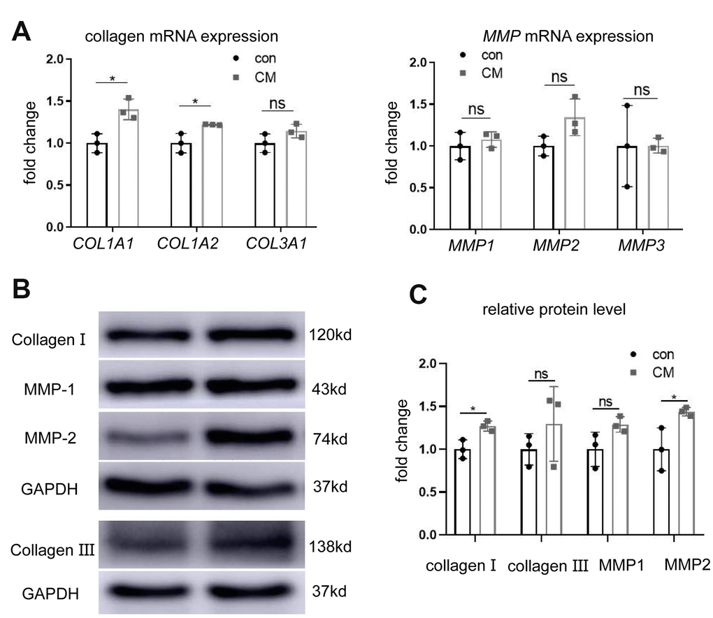 BMSC-CM promoted collagen production in fibroblasts. (A) RT-PCR showing relative mRNA expression of collagen type I alpha 1 chain (COL1A1), collagen type I alpha 2 chain (COL1A2), collagen type III alpha 1 chain (COL3A1), matrix metalloproteinases MMP1, MMP2, and MMP3 in fibroblasts treated with different media (versus GAPDH mRNA). (B) Western blotting showing protein levels of collagen I, collagen III, MMP1, and MMP2 in the two groups of fibroblasts. (C) Relative collagen I, collagen III, MMP1 and MMP2 protein levels (versus GAPDH). Data are shown as means ± standard deviation (SD). *P **P ***P 