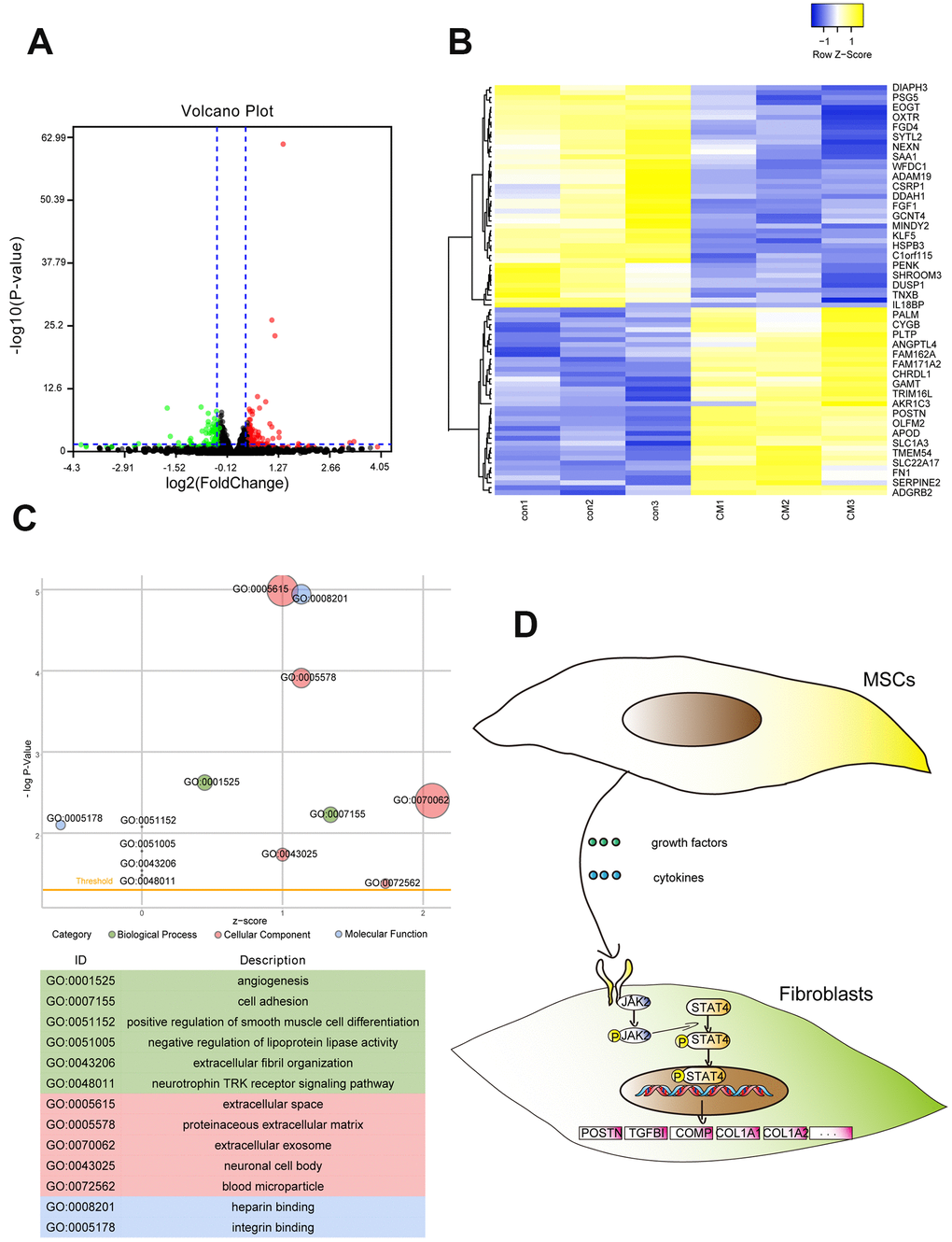 RNA-seq revealed the whole genome expression changes in fibroblasts after treatment with BMSC-CM. (A) Volcano plot showing DEGs of BMSC-CM group relative to the control group. The red plot indicates high expression, and the green plot indicates low expression. (B) The upper and lower panels showing heat maps of DEGs in fibroblasts. (C) The GO function analysis indicated DEGs to be enriched in biological processes, cellular components and molecular functions. The node size represented the number of genes enriched in the category. (D) Schematic diagram of possible signal transduction pathways according to RNA-seq results. DEGs, differentially expressed genes; BMSC-CM, bone marrow stem cell-conditioned medium; con, control medium treatment group; CM, BMSC-CM treatment group.