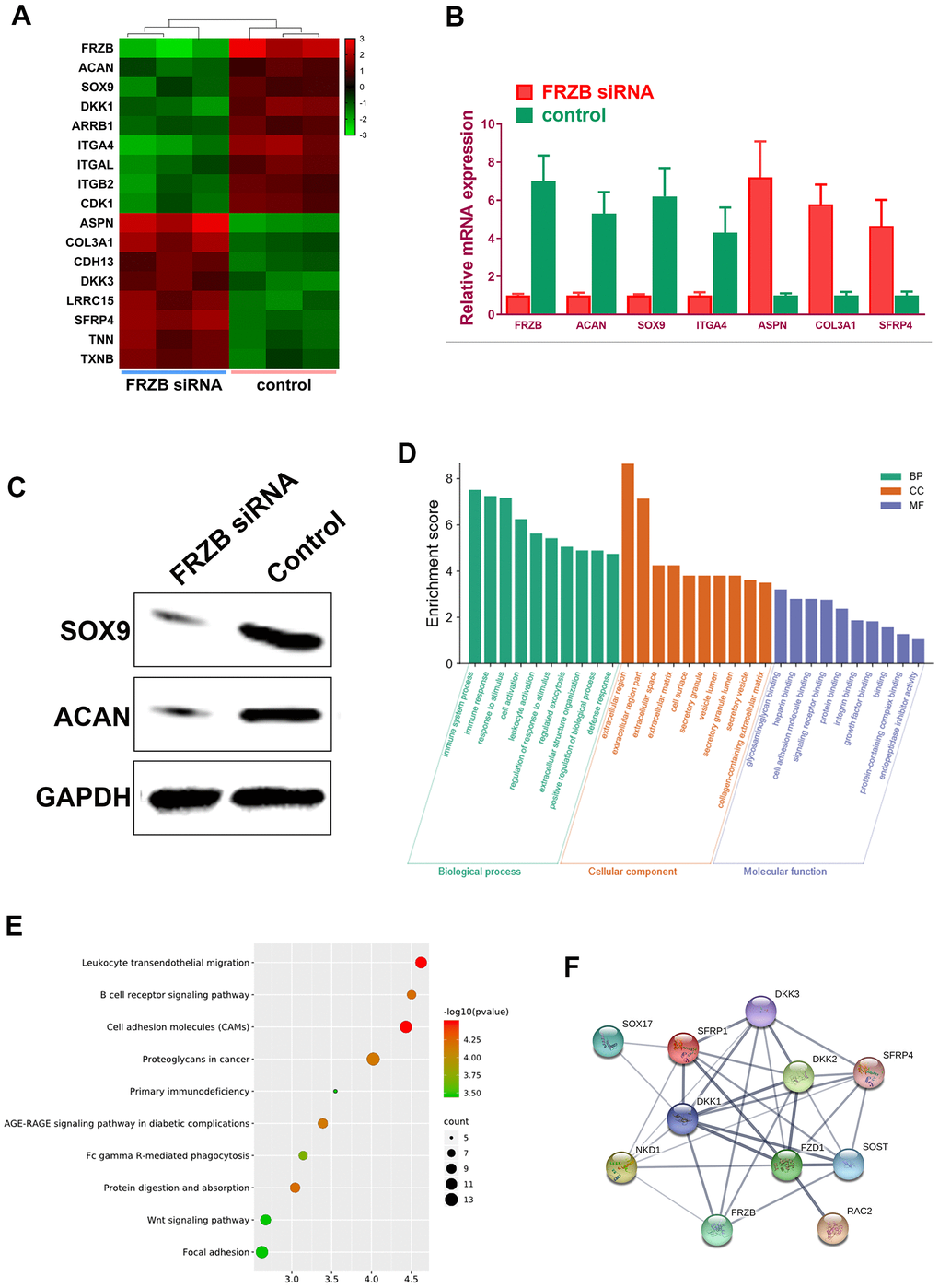 Specific mRNA microarray profiles in FRZB-knockdown ATDC5 cells. (A) The unique enrichment of a set of mRNA microarray profiles in FRZB-knockdown ATDC5 cells compared with control determined by high-throughput sequencing. Differentially enriched mRNAs were filtered with a log2(fold change) ≥ 2.0 and a false discovery rate (FDR) ASPN, COL3A1, CDH13, DKK3, LRRC15 and SFRP4 were significantly up-regulated in the FRZB-siRNA group, while ACAN, SOX9, DKK1, ARRB1, ITGAL and CDK1 were down-regulated compared with the control group. (B) The enrichments of specific gene expression with FRZB-knockdown were validated by qPCR. * Pvs. control. (C, D) Western blot experiment validated decreased chondrogenesis in FRZB-knockdown ATDC5 cells. (D, E) GO categories and KEGG pathway analysis were conducted based on the differentially enriched mRNAs in FRZB knockdown cells. The enriched mRNAs in FRZB-knockdown ATDC5 cells were involved in a broad range of biological functions, such as response to stimulus, cell activation, extracellular matrix, cell adhesion molecular binding, signaling receptor binding and integrin binding. KEGG Pathway analysis results were closely associated with cell adhesion molecules, AGE-RAGE signaling pathway, Wnt signaling pathway and focal adhesion. (F) Protein-protein interaction with enriched Wnt signaling pathway-related genes. Abbreviation: GO, gene ontology.