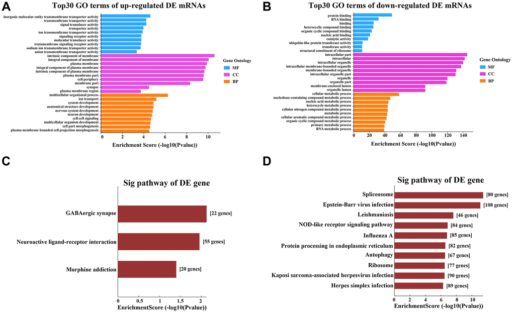 GO and KEGG pathway analyses of the DE mRNAs. (A) Top 10 terms from the GO analysis of upregulated mRNAs. (B) Top 10 terms from the GO analysis of downregulated mRNAs. (C) Upregulated mRNAs were clustered through a KEGG analysis. (D) Downregulated mRNAs were clustered through a KEGG analysis.