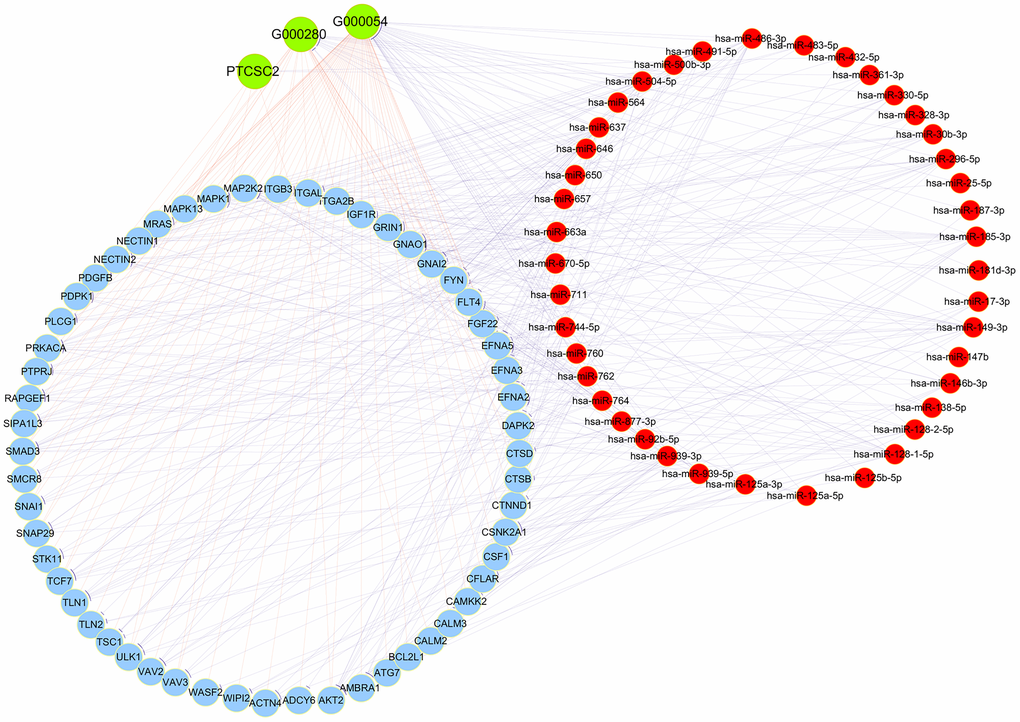CeRNA network analysis. Red circles represent miRNAs, blue circles represent mRNAs and green circles represent lncRNAs.