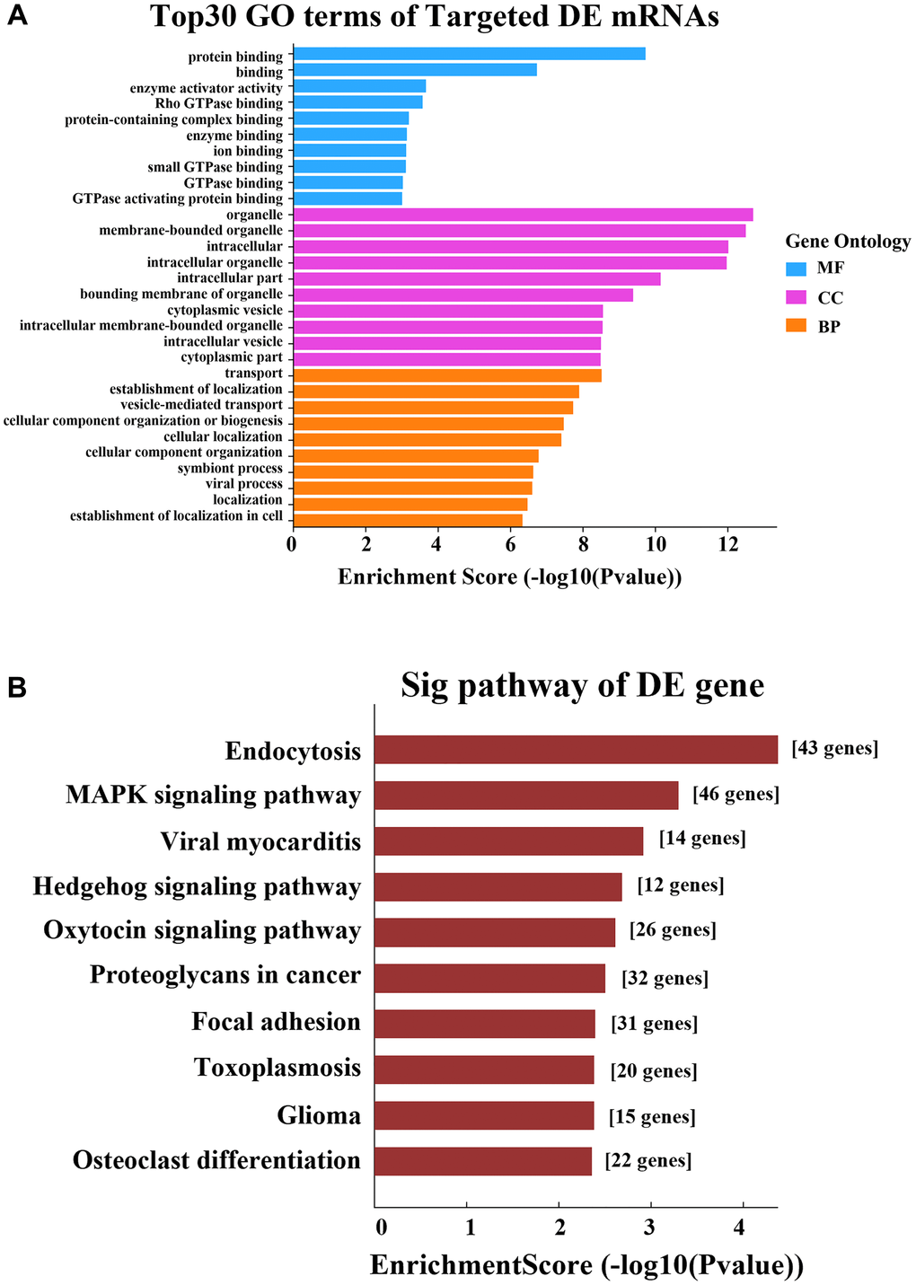 GO and KEGG pathway analyses based on the ceRNA network. (A) GO analysis. (B) KEGG pathway analysis.