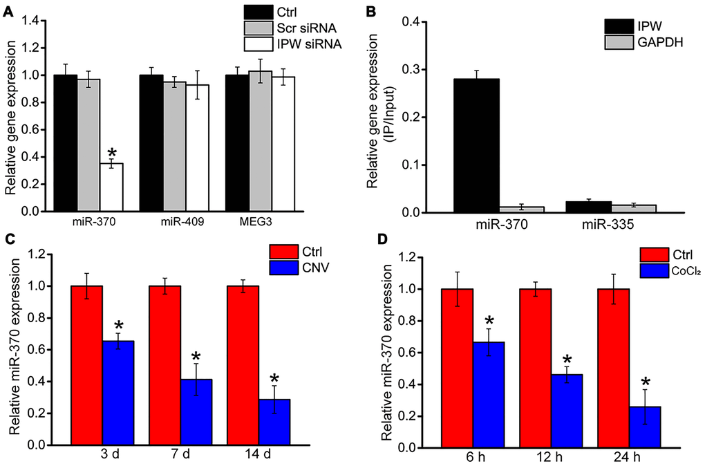 LncRNA-IPW regulates the expression of genes located in DLK1-DIO3 locus. (A) RF/6A cells were transfected with scrambled (Scr) siRNA, lncRNA-IPW siRNA, or left untreated (Ctrl) for 24 h. qRT-PCRs were performed to detect the expression of miR-370, miR-408, or MEG3 (n = 4; *P B) The 3’-end biotinylated miRNA duplexes were transfected into RF/6A cells. After streptavidin capture, the levels of IPW and GAPDH in the input and bound fractions were detected using qRT-PCRs. The relative immunoprecipitate (IP)/input ratios were plotted. (C) qRT-PCRs were performed to detect the expression of miR-370 in the RPE/choroid complex of C57BL/6J mice on day 3, day 7, and day 14 after laser photocoagulation (n = 6 animal per group; *P U test). (D) RF/6A cells were exposed to 200 μM CoCl2 for the indicated time. qRT-PCRs were performed to detect the expression of miR-370 (n = 4; *P t-test).