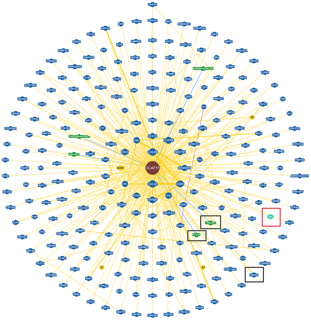 Protein network diagram shows potential interaction of DCAF15. Black frame indicates the interactors of DCAF15 reported. Red frame indicates ZEB1 is a potential interactor of DCAF15.