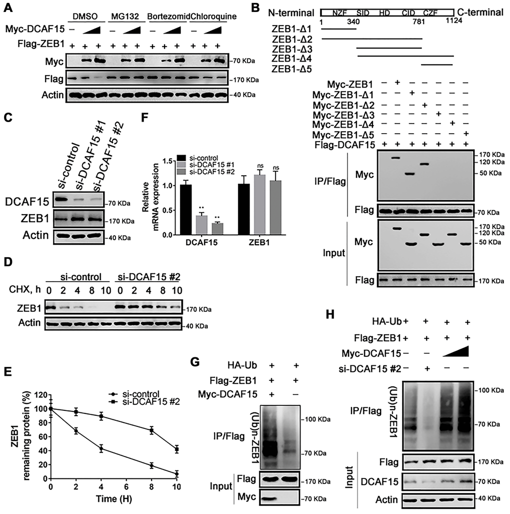 DCAF15 ubiquitinates and degrades ZEB1 protein. (A) DCAF15 regulates protein level of ZEB1 through the proteasome pathway. HEK293T cells were co-transfected with Flag-ZEB1 and increasing amounts of Myc-DCAF15. After 24h, cells were treated with DMSO, MG132, bortezomib or chloroquine respectively and detected by western blot. (B) HEK293T cells were transfected with Flag-DCAF15 and Myc-full-length or truncated ZEB1. After 24 h, cell lysates were immunoprecipitated using FLAG-M2 agarose beads. Immune complexes were analyzed by immunoblotting with the indicated antibodies (lower panel). Schematic diagram illustrating ZEB1 deletion mutants (upper panel). (C) SMMC-7721 cells were transfected with the control or two independent DCAF15 siRNAs, respectively. Cell lysates were analyzed via immunoblotting with the indicated antibodies. (D) SMMC-7721 cells were transfected with the control or DCAF15 siRNAs. After 24 h, cells were treated with cycloheximide (CHX) for indicated time-periods. Cell lysates were analyzed via immunoblotting with the indicated antibodies. (E) The relative intensities of ZEB1 protein were first normalized to the intensities of actin and then normalized to the value of the 0 h point. (F) qPCR validation of relative DCAF15 and ZEB1 mRNA levels in DCAF15 control and knockdown cells. GAPDH was used for normalization. (G) HEK293T cells were co-transfected with Flag-ZEB1, Myc-DCAF15 and HA-Ub. After 24 h, cells were treated with 10μM MG132 for 6 h. Cell lysates were immunoprecipitated using FLAG-M2 agarose beads and analyzed by immunoblotting with the indicated antibodies. (H) DCAF15 promotes ZEB1 ubiquitination. HEK293T cells were co-transfected with Flag-ZEB1, HA-Ub, si-DCAF15 #2 and increasing amounts of Myc-DCAF15. After 24h, cells were treated with MG132. The ZEB1 protein was immunoprecipitated using FLAG-M2 agarose beads. The ubiquitinated ZEB1 was analyzed by Western blotting.