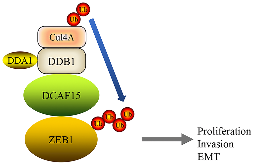 A mechanism of DCAF15 function as a tumor suppressor through ubiquitination and degradation of ZEB1 leads to proliferation, invasion and EMT of HCC.