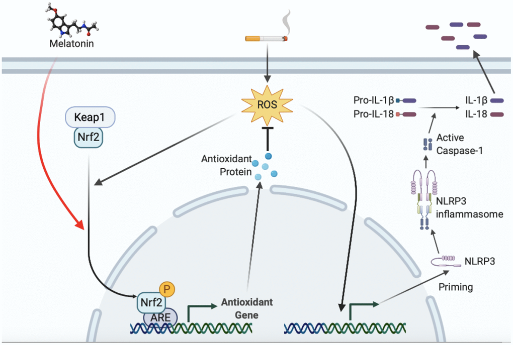 Proposed model illustrating how melatonin protects smoking-related vascular inflammatory injury through Nrf2/ROS/NLRP3 axis. ROS induced by smoking increased NLRP3 transcription and subsequent inflammasome activation, which promoted secretion of mature IL-1β and IL-18. ROS also stimulated the nuclear translocation of Nrf2 as a negative feedback. Melatonin induces the nuclear translocation of Nrf2, downstream expression, and elimination of intracellular ROS, resulting in a decrease in the transcription level of NLRP3 and downstream inflammasome activation.