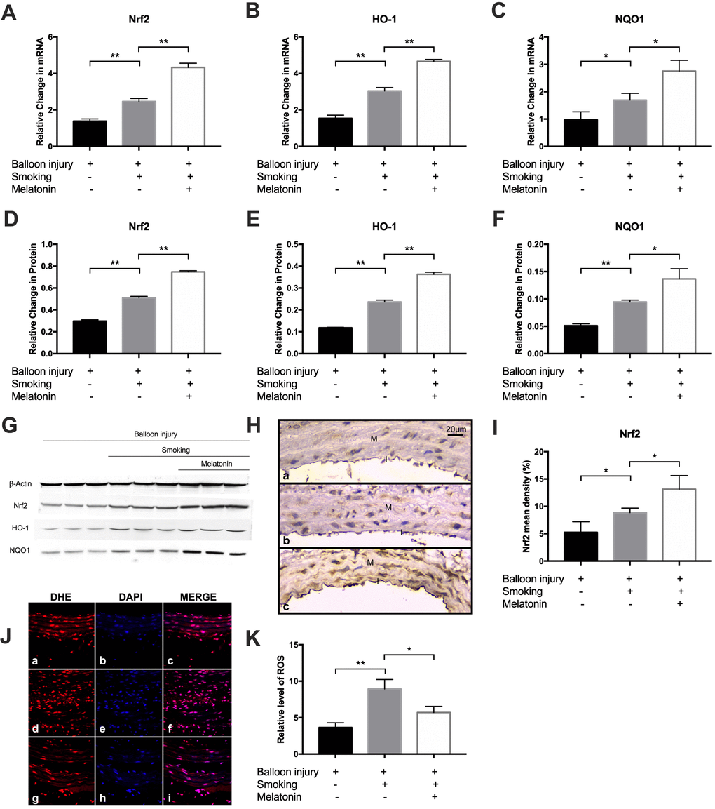 Melatonin promoted expression of Nrf2/HO-1 pathway and decreased ROS level in vivo. (A–C) The mRNA level of Nrf2, HO-1 and NQO1 was detected by RT-PCR. (D–G) The protein level of Nrf2, HO-1 and NQO1 were detected by Western blot. (H, I) Nrf-2 expression were detected by immunohistochemical staining (magnification ×400). Intima and media were labeled with "I" and "M" respectively. Nrf-2 mean density was analyzed in each group (a, control group; b, smoking group; c, melatonin group). (J, K) Representative images of carotid arteries stained with DHE (red), DAPI (blue) and merge images in (a–c) control, (d–f) smoking, and (g–i) melatonin groups. The fluorescent intensities of ROS were quantified. *p p n = 3).