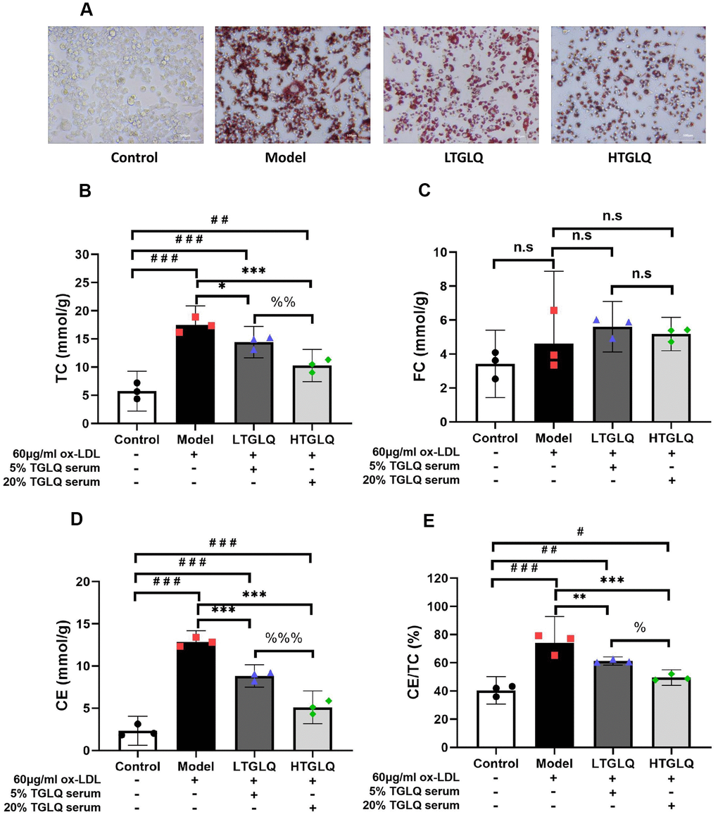 TGLQ reduced the accumulation of lipid in ox-LDL induced macrophages. (A) Oil red O Staining was applied to estimate the level of lipid accumulation; (B–D) represent the expression levels of total cholesterol (TC), free cholesterol (FC) and cholesterol ester (CE) in each group respectively. The levels of TC, FC and CE in the culture medium were detected by using commercial kits. (E) Percentage of TC to CE ratio in each group. Unlike the macrophages of the control group, the macrophages of the model group, the low-dose TGLQ-serum (LTGLQ) group and the high-dose TGLQ-serum (HTGLQ) group were exposed to 60μg/ml oxidized-LDL (ox-LDL) for 24 h. In addition, control serum, 5% TGLQ serum and 20% TGLQ serum were added to the model group, the LTGLQ group and the HTGLQ group, respectively. #, ##, and ### represent P P P P P P P P P P > 0.05.